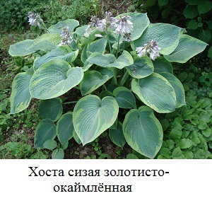 фото  Хоста сизая золотисто-окаймлённая 